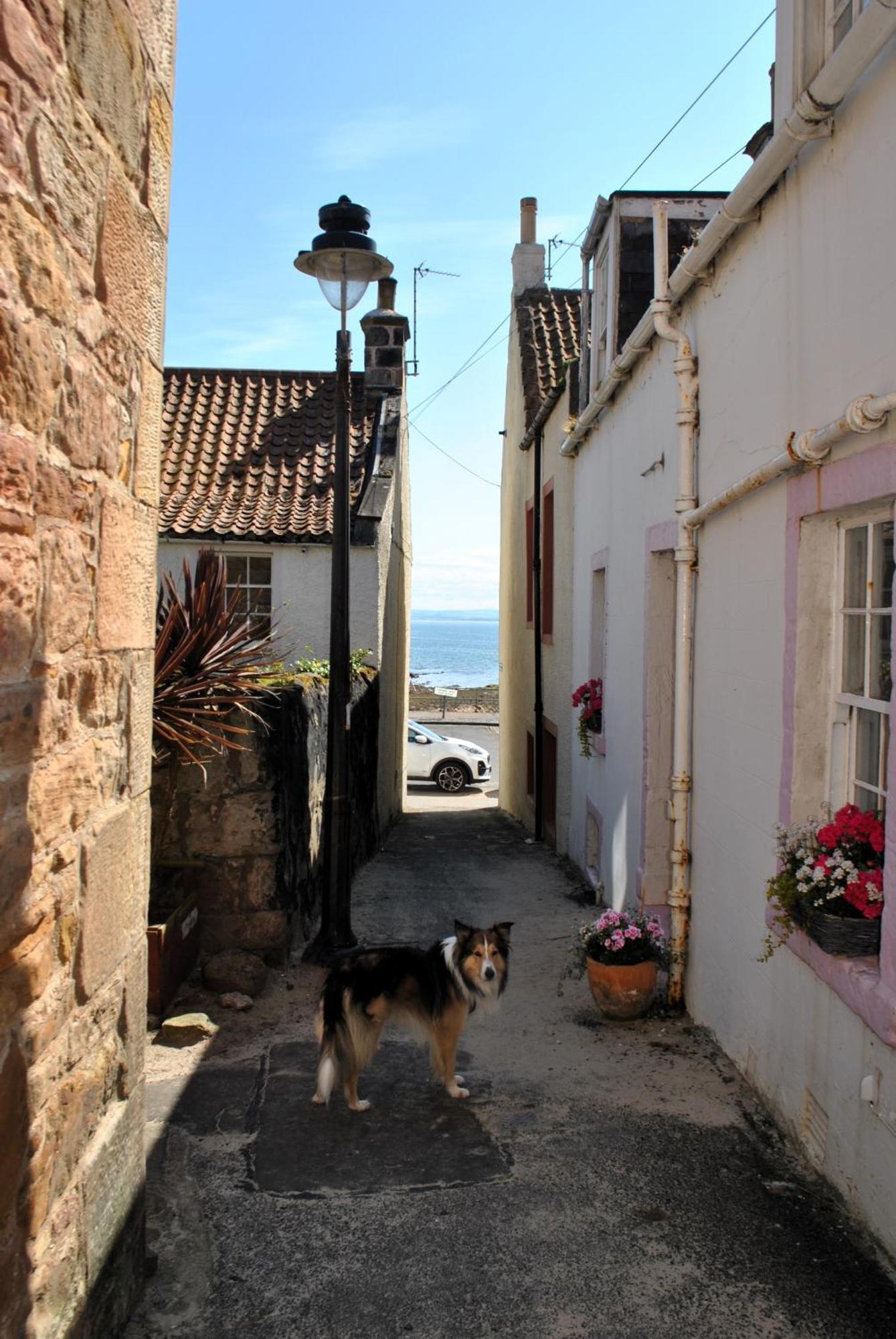 Dookers Nook- Quirky Coastal Cottage Pittenweem Eksteriør billede